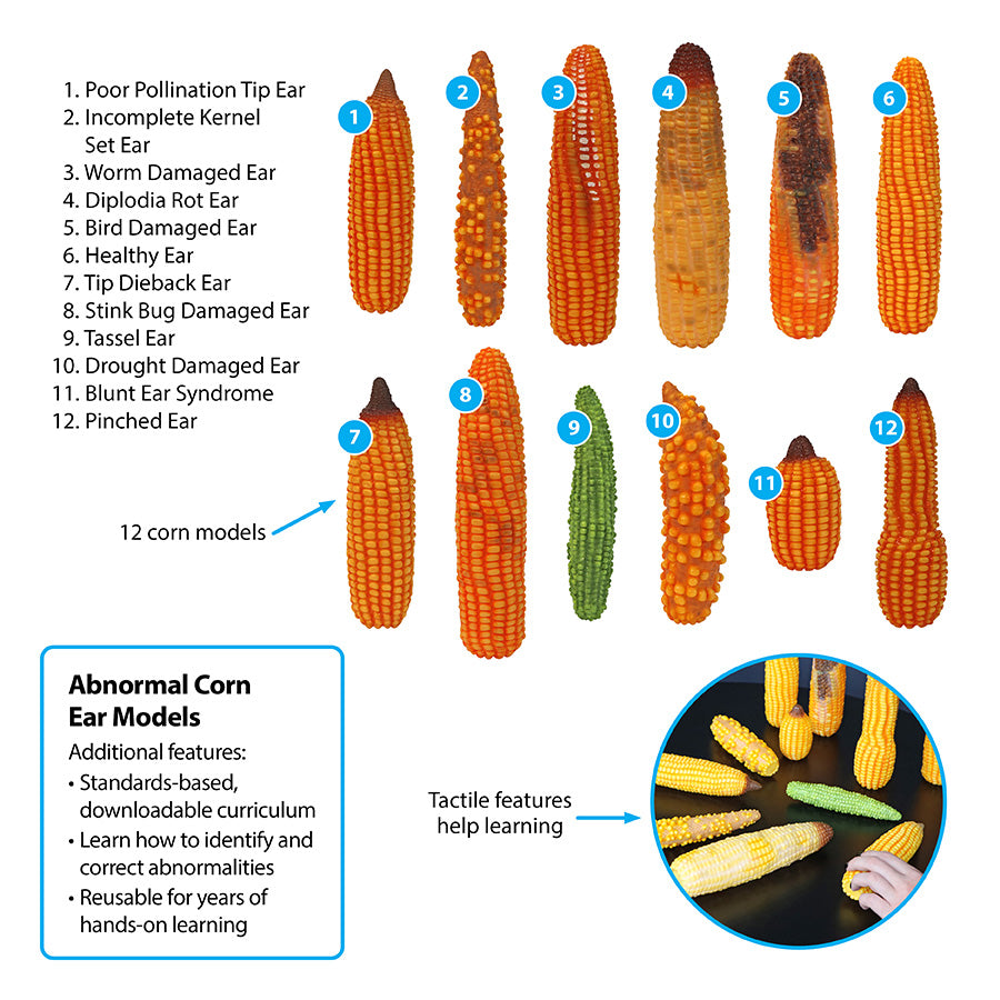Abnormal Corn Ear Models