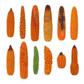 Abnormal Corn Ear Models