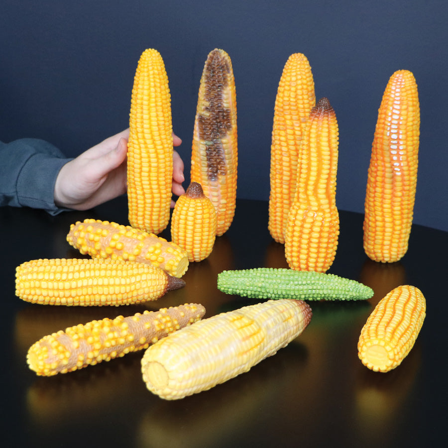 Abnormal Corn Ear Models