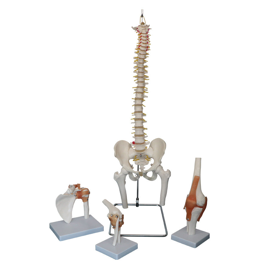 Joint Model Set