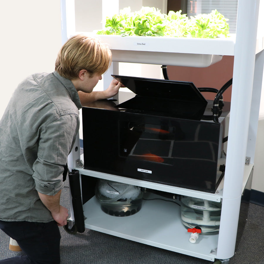 Educational Aquaponics System