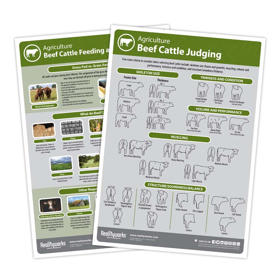 Beef Cattle Kit
