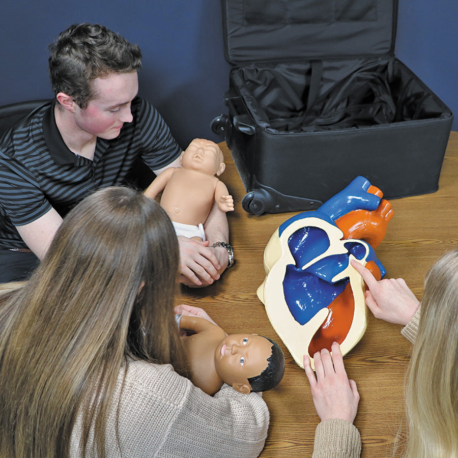 Birth Defects and Disorder Model Set