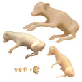 Bovine Fetal Development Models