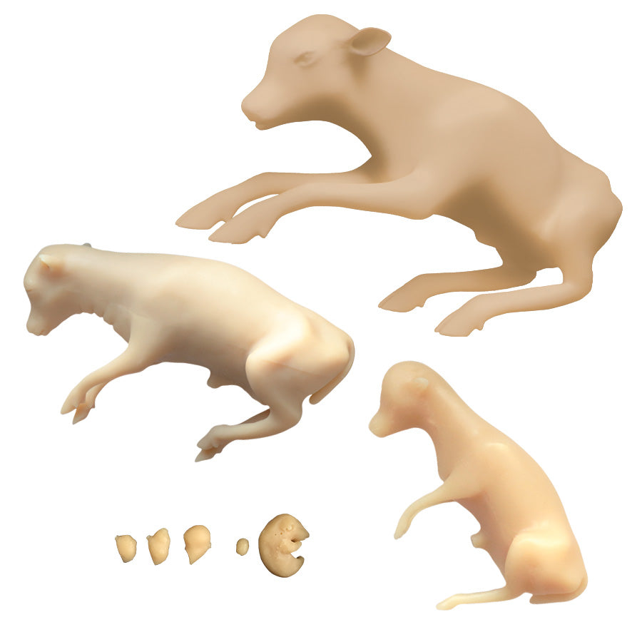 Bovine Fetal Development Models