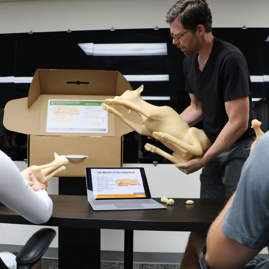 Bovine Fetal Development Models