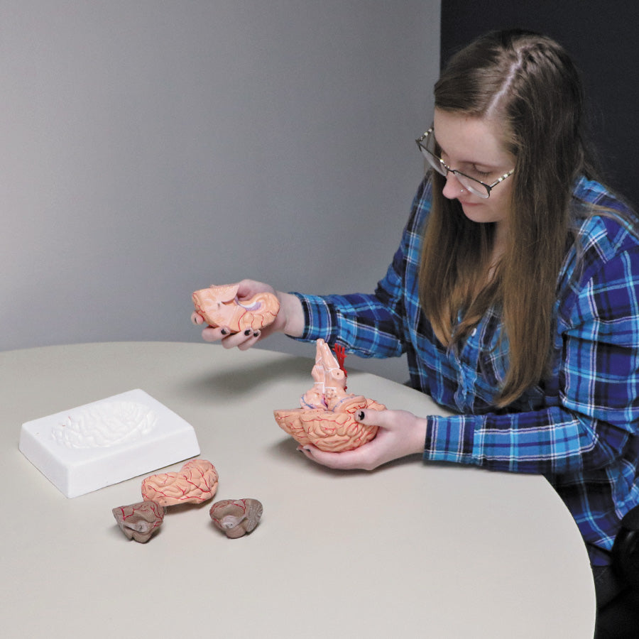 Brain and Cerebral Arteries Model