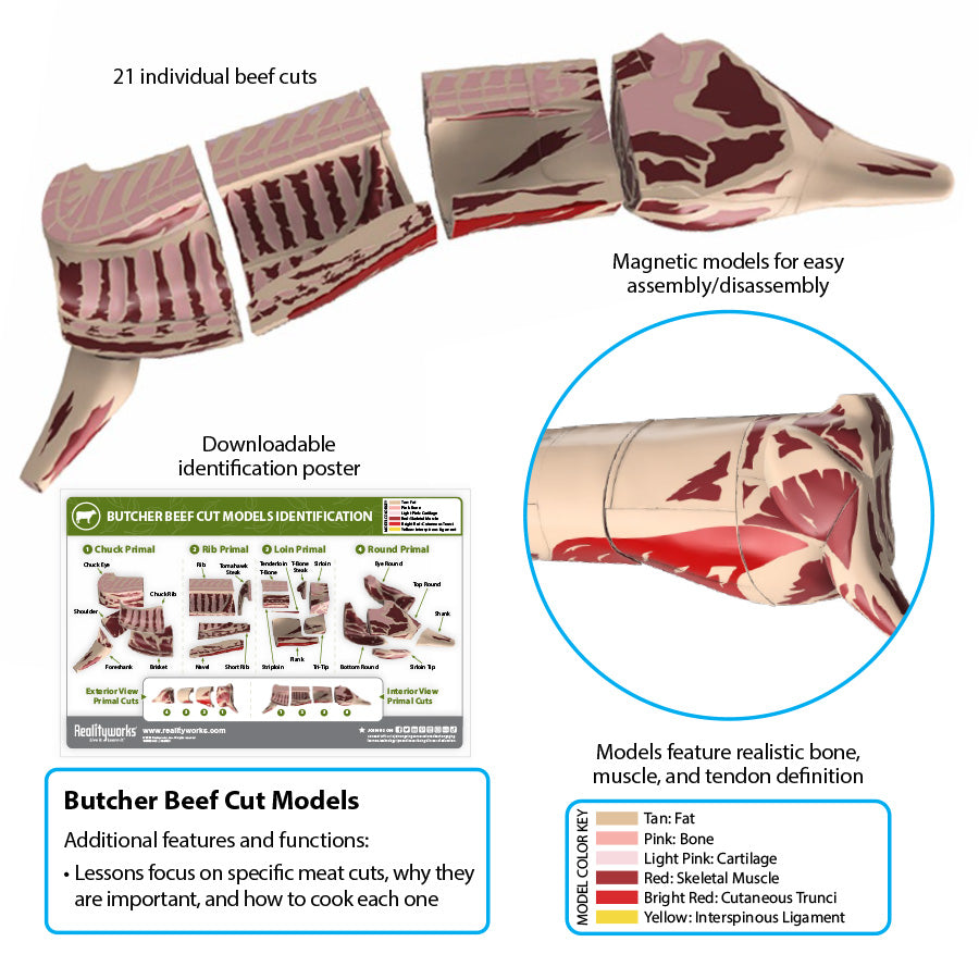 Butcher Beef Cut Models
