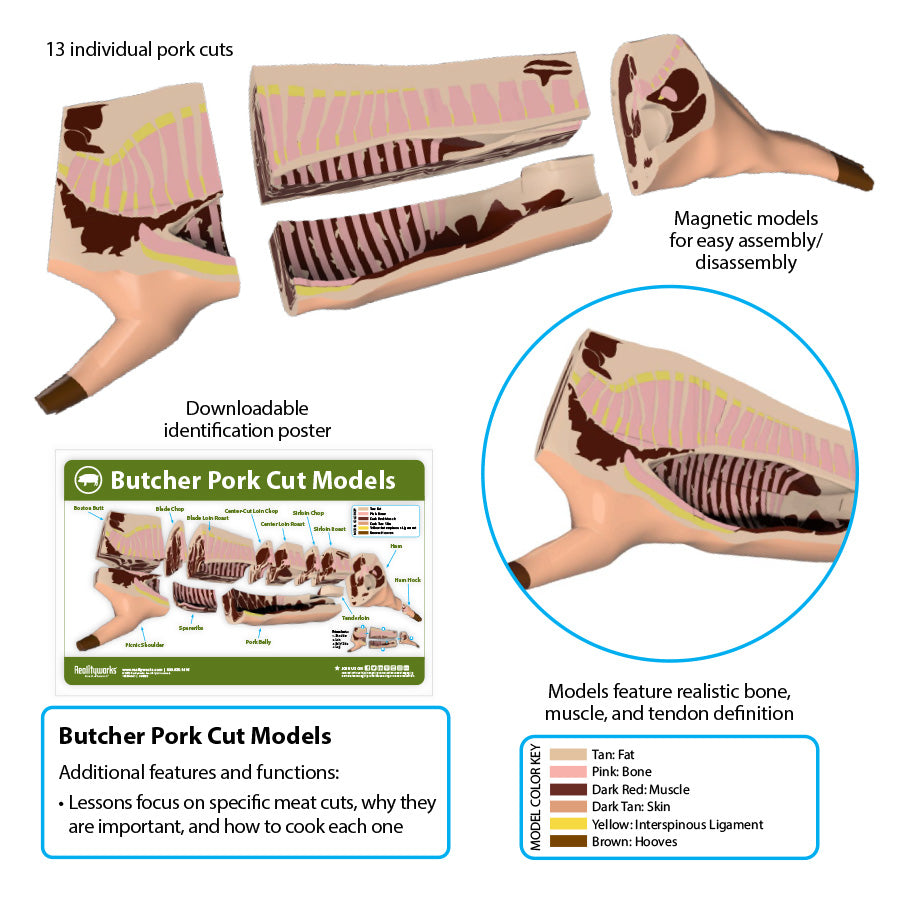 Butcher Pork Cut Models