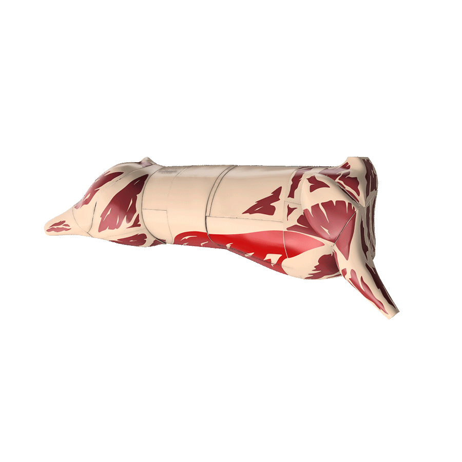 Butcher Beef Cut Models