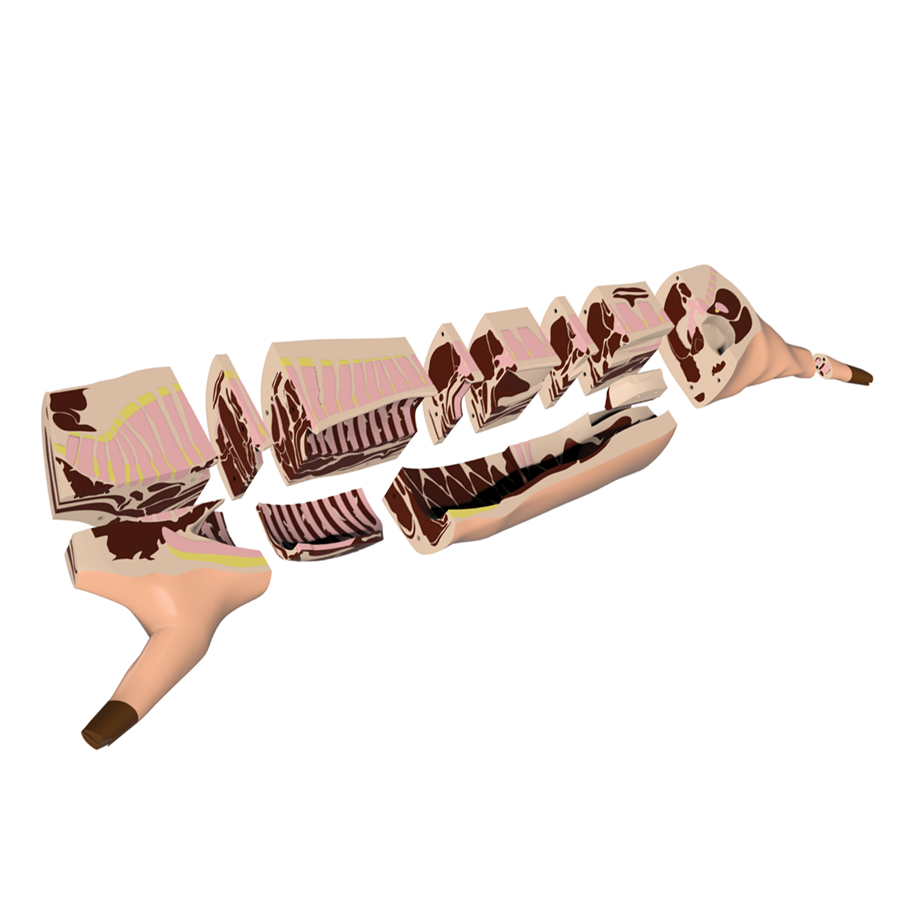 Butcher Pork Cut Models