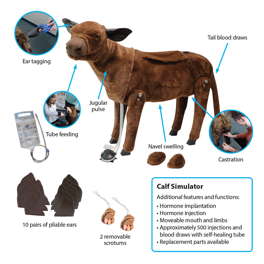 Calf Simulator