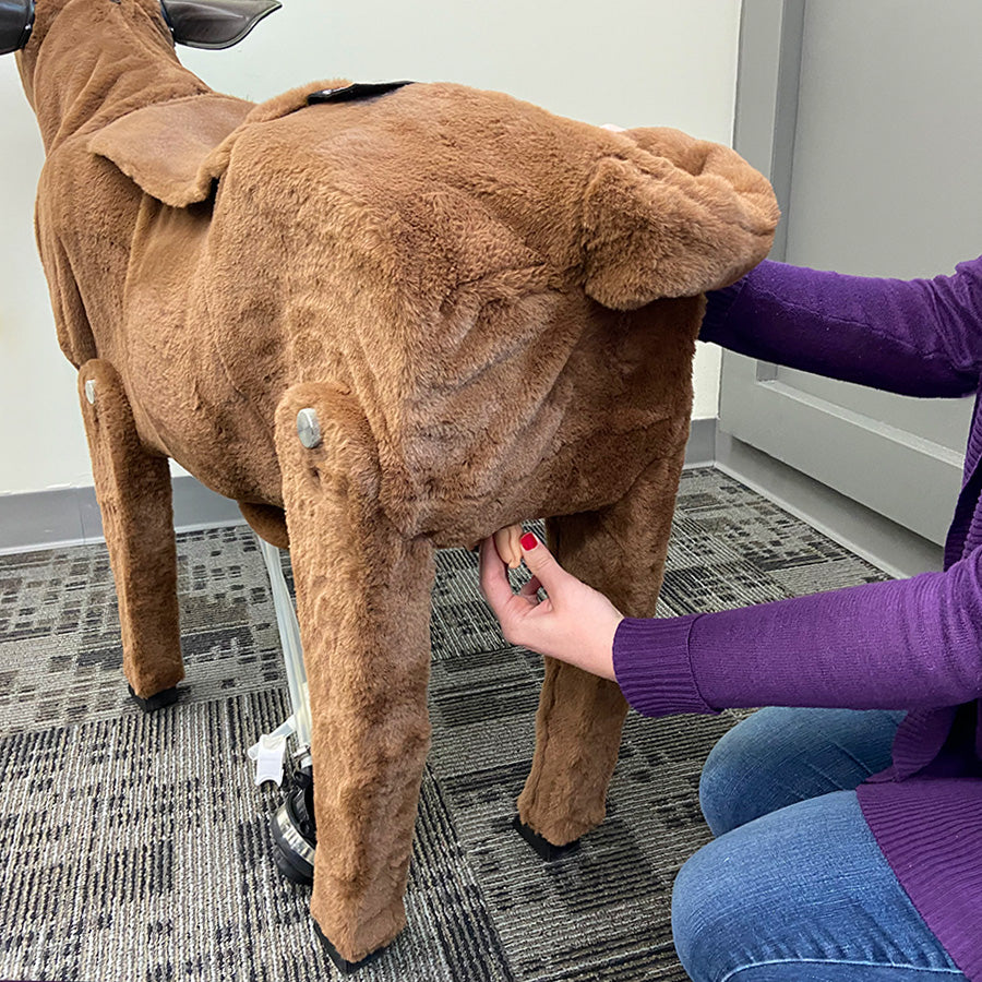 Calf Simulator
