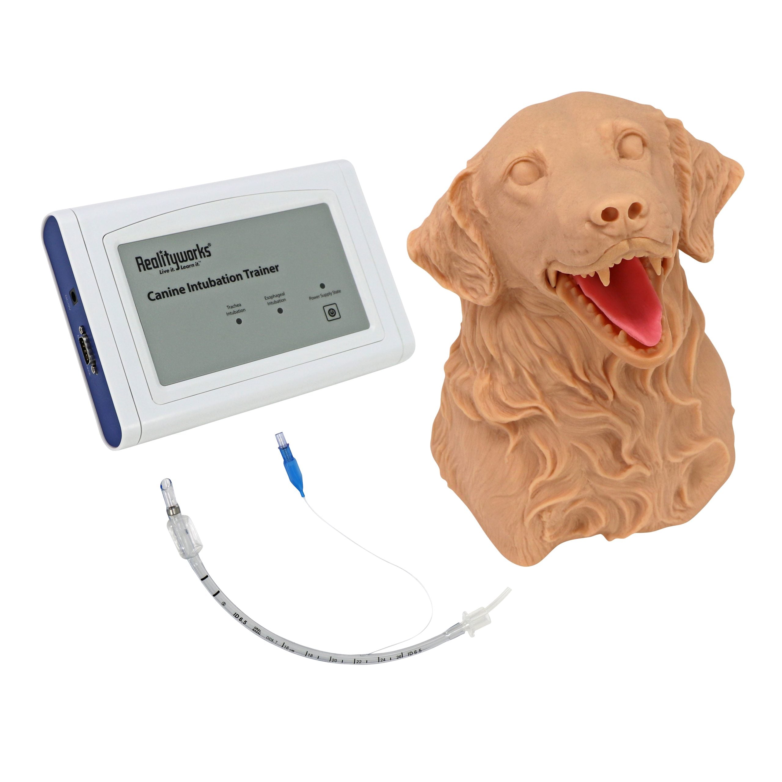 Canine Intubation Simulator
