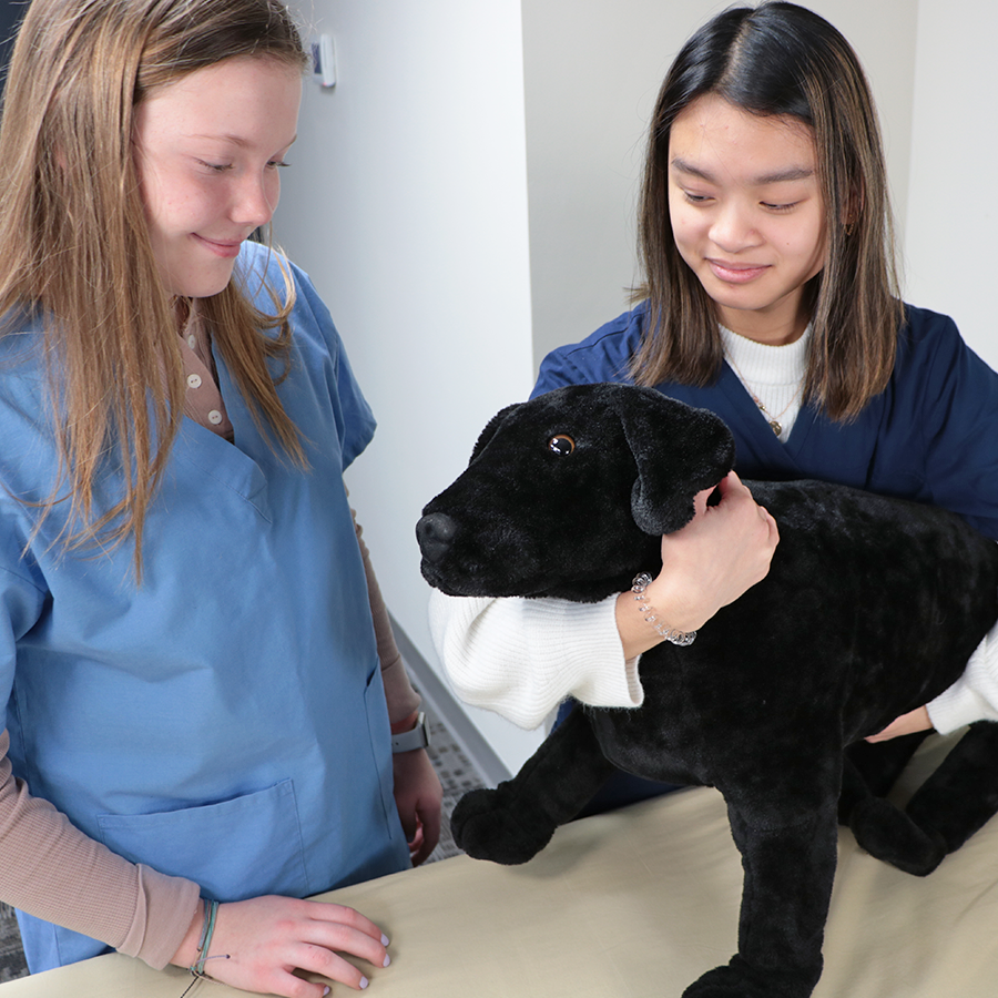 Canine Vet Trainer