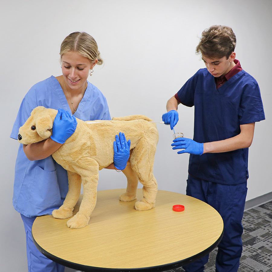 Canine Vital Signs Trainer