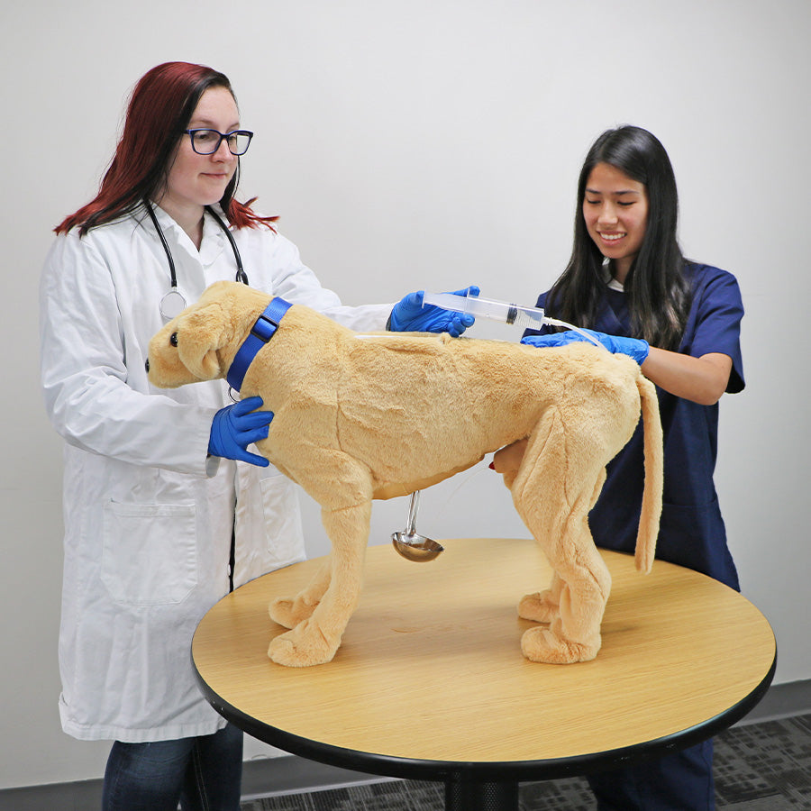 Canine Vital Signs Trainer