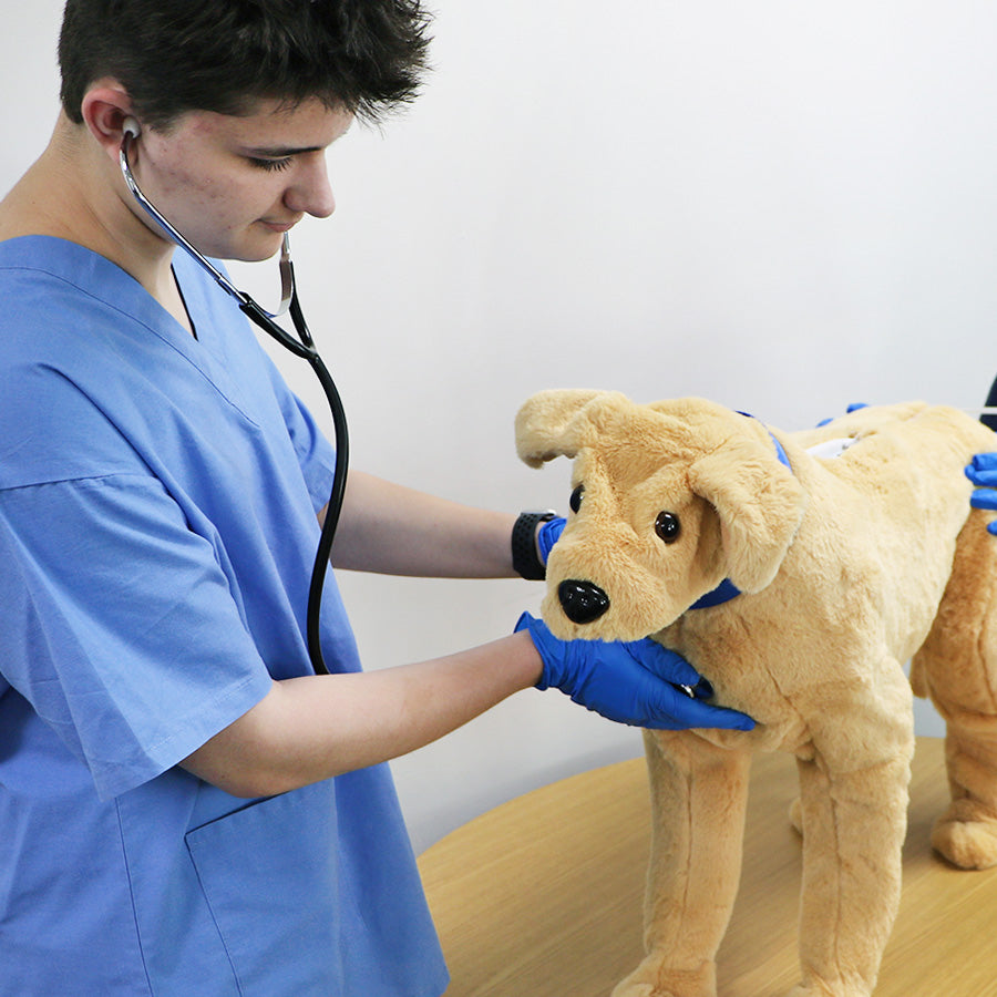 Canine Vital Signs Trainer
