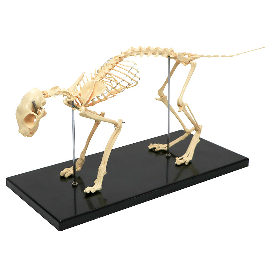Cat Skeleton Model