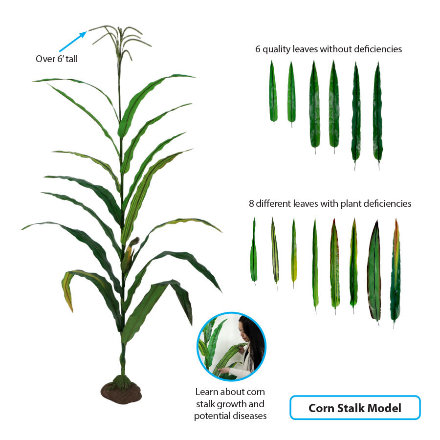 Corn Stalk Model