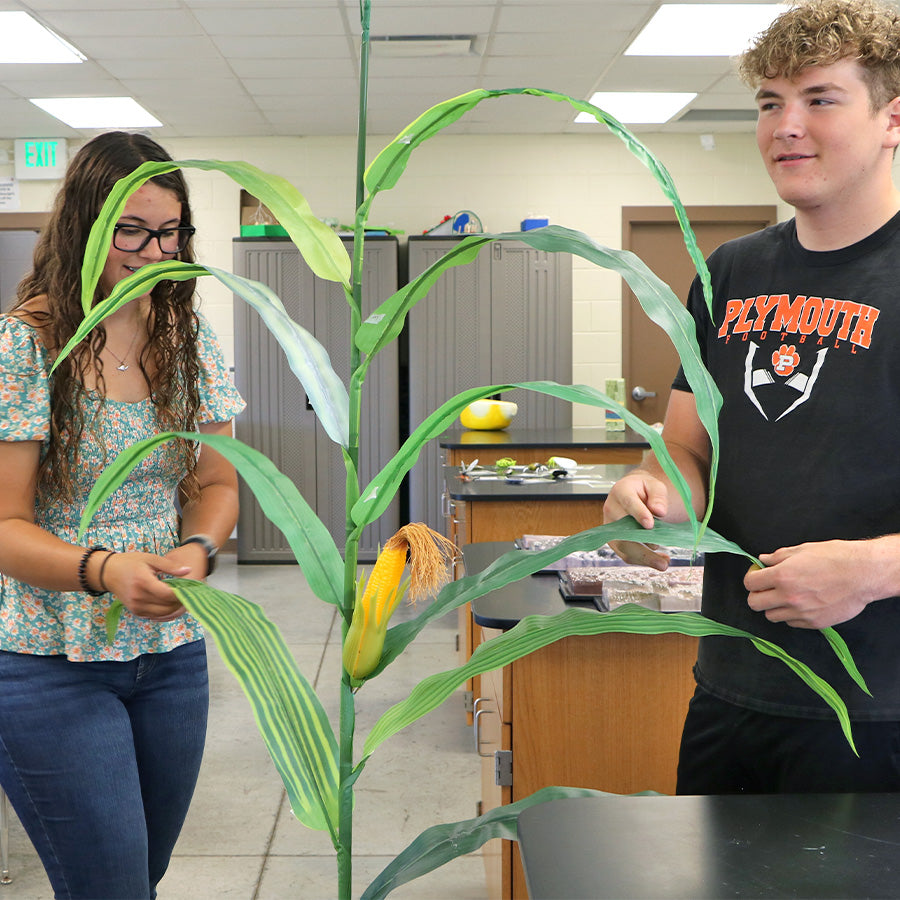 Corn Stalk Model