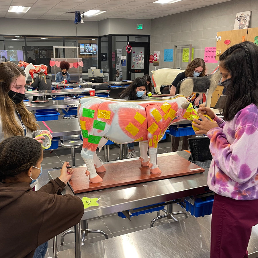 Cow Model