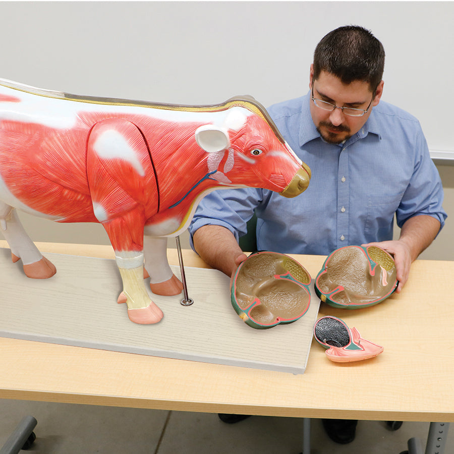 Cow Model