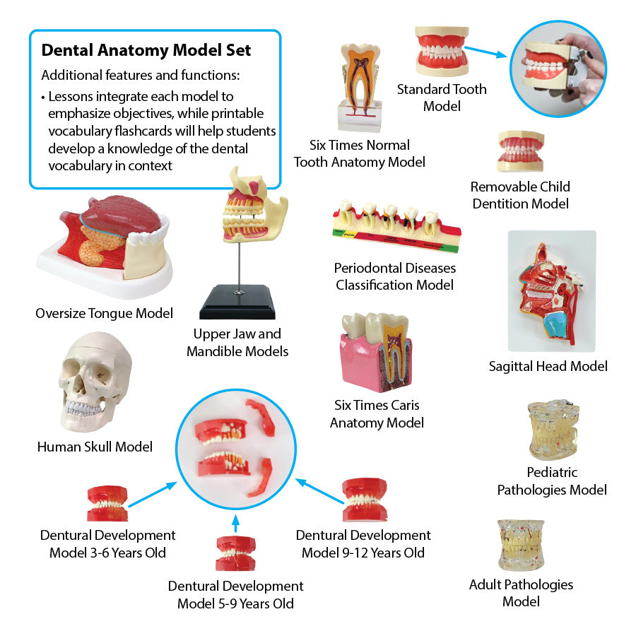 Dental Anatomy Model Set