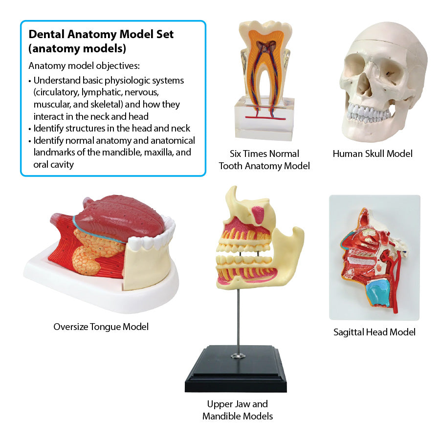 Dental Anatomy Model Set