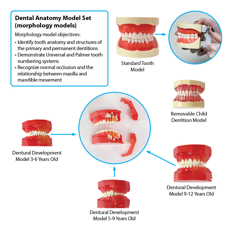Dental Anatomy Model Set