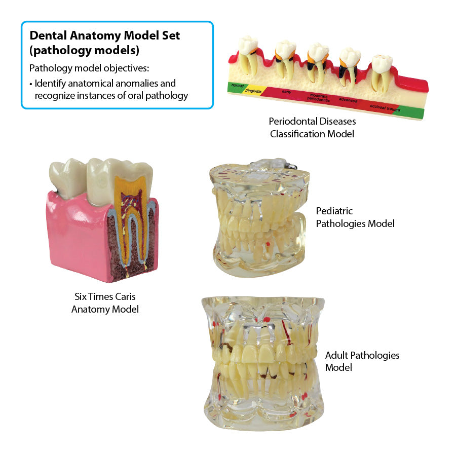 Dental Anatomy Model Set