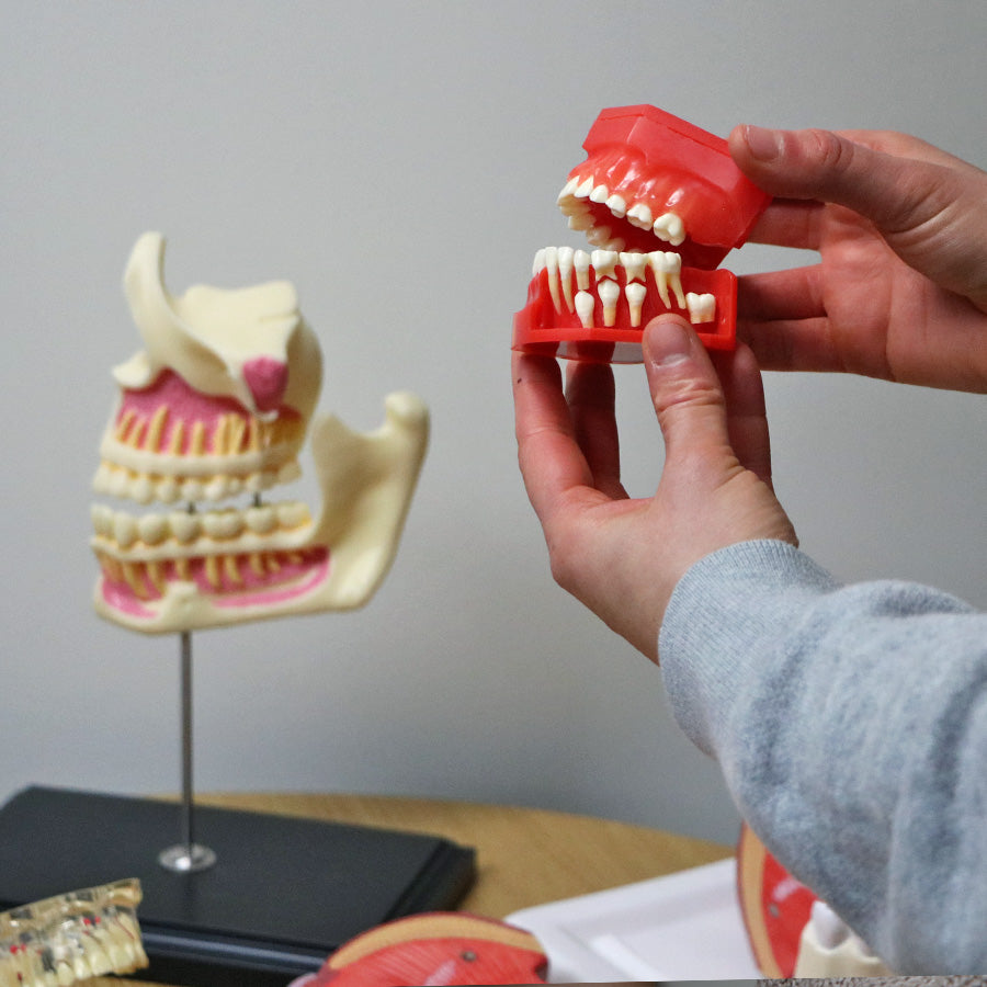 Dental Anatomy Model Set