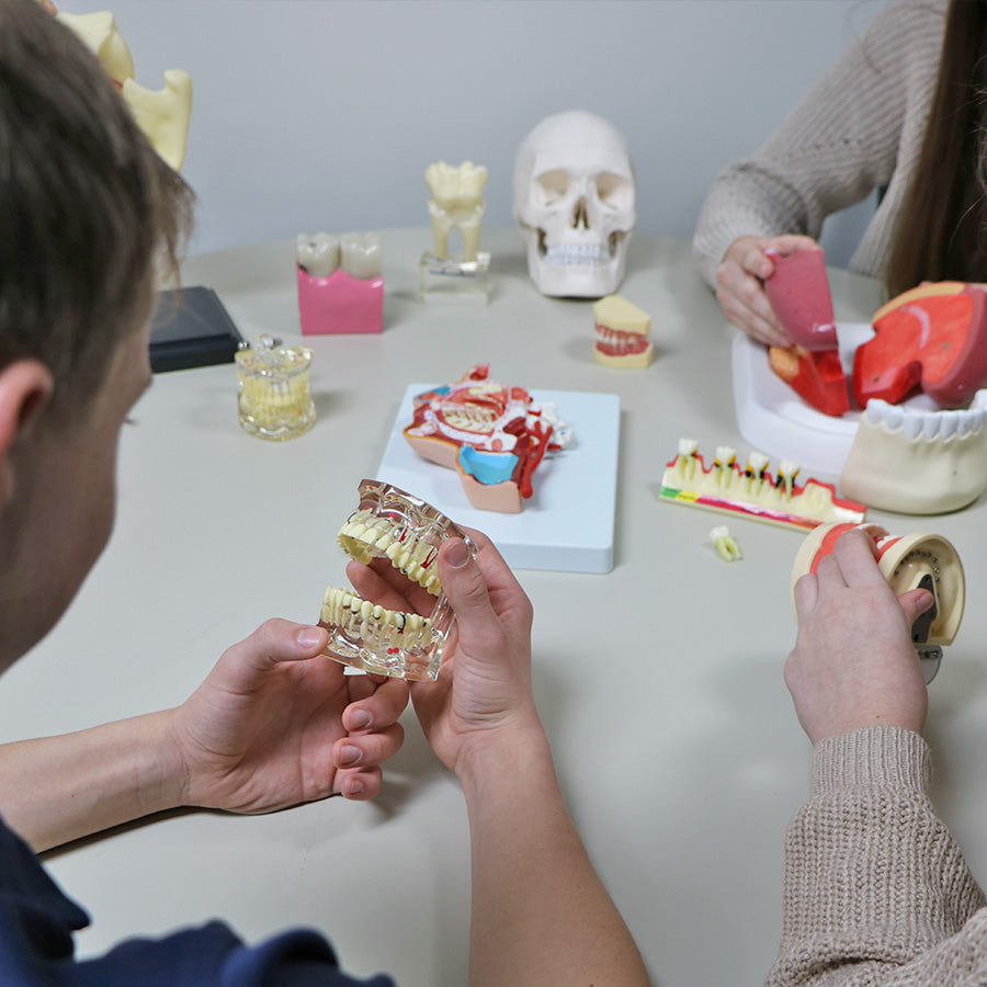 Dental Anatomy Model Set