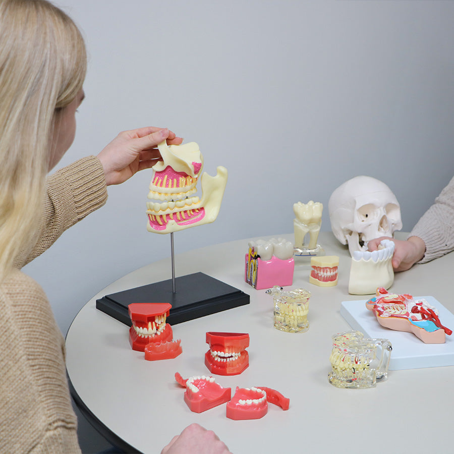 Dental Anatomy Model Set