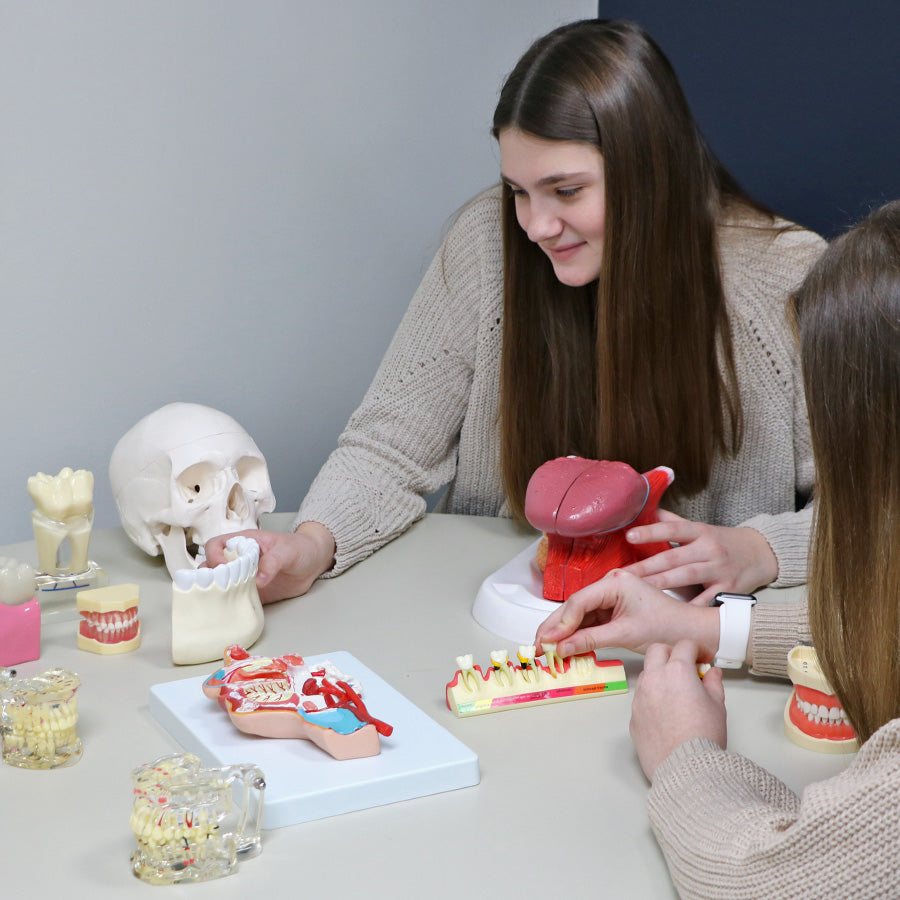 Dental Anatomy Model Set