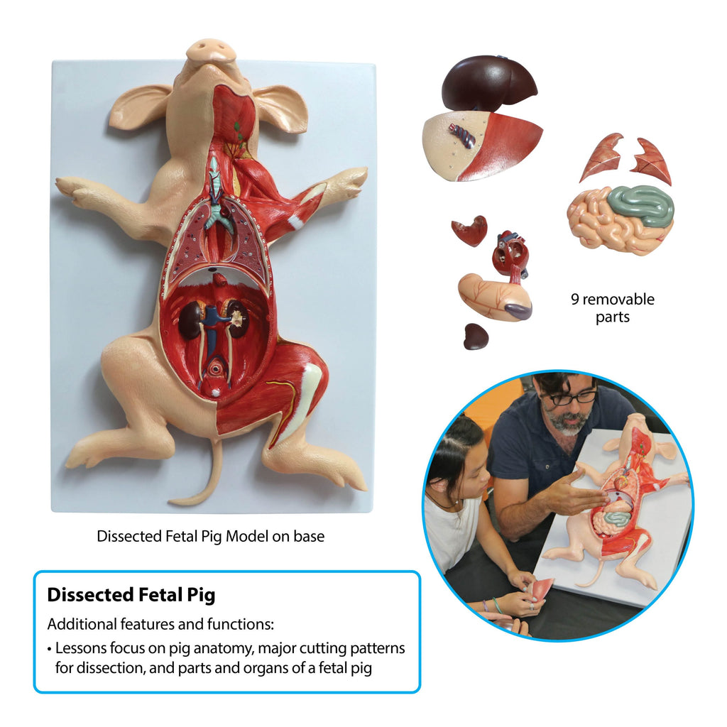 Dissected Fetal Pig