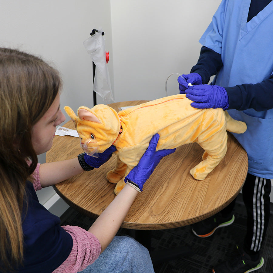 Feline Vet Trainer