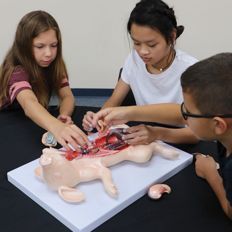Dissected Fetal Pig
