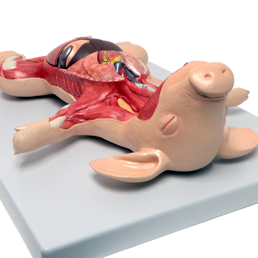 Dissected Fetal Pig