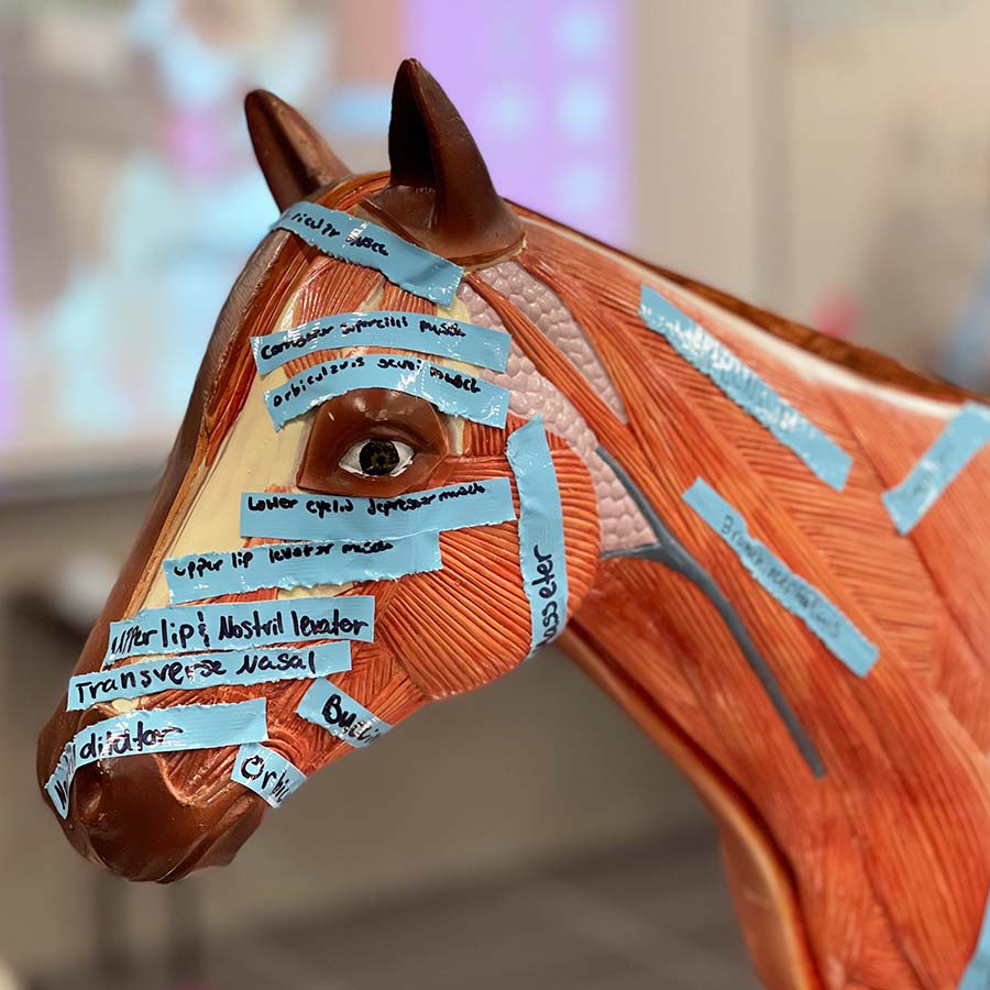 Horse Model