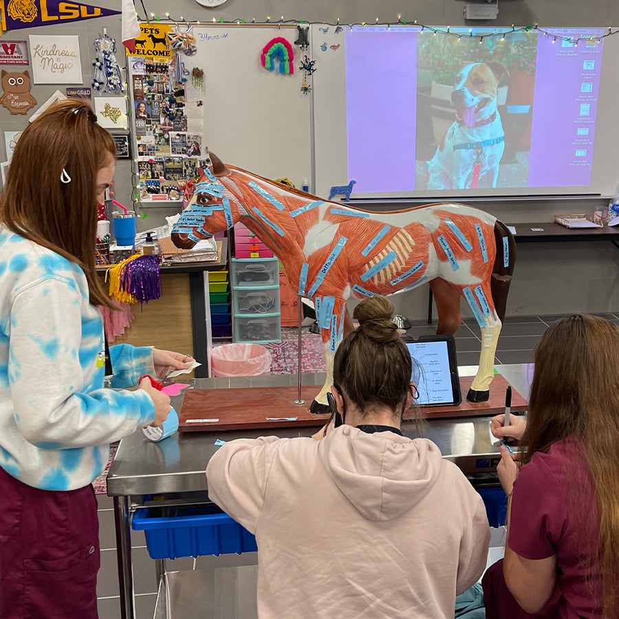 Horse Model