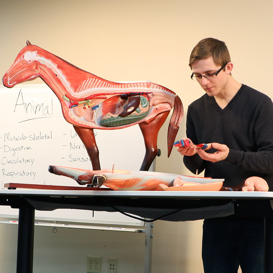 Horse Model