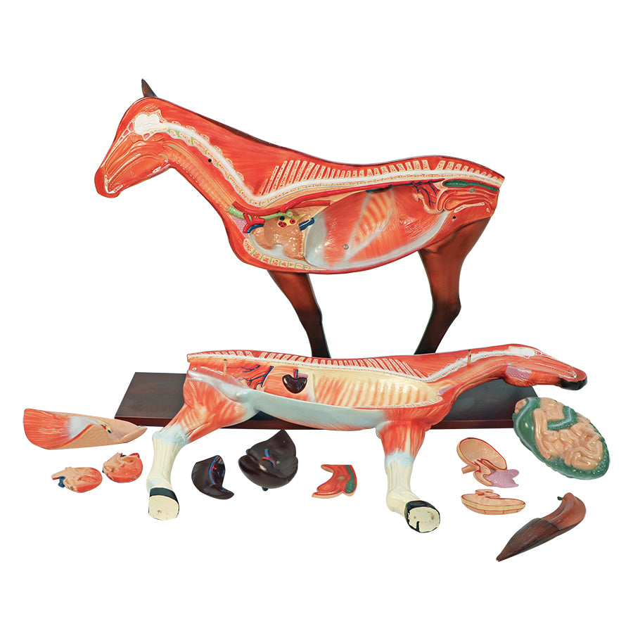 Horse Model