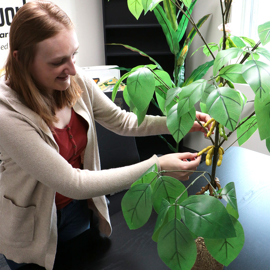 Soybean Plant Model