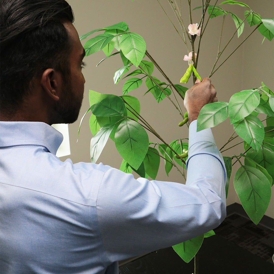 Soybean Plant Model