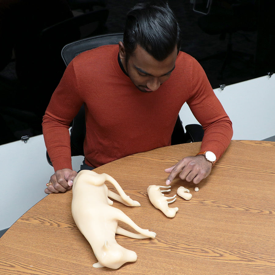 Bovine Fetal Development Models