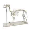 Large Dog Skeleton Model
