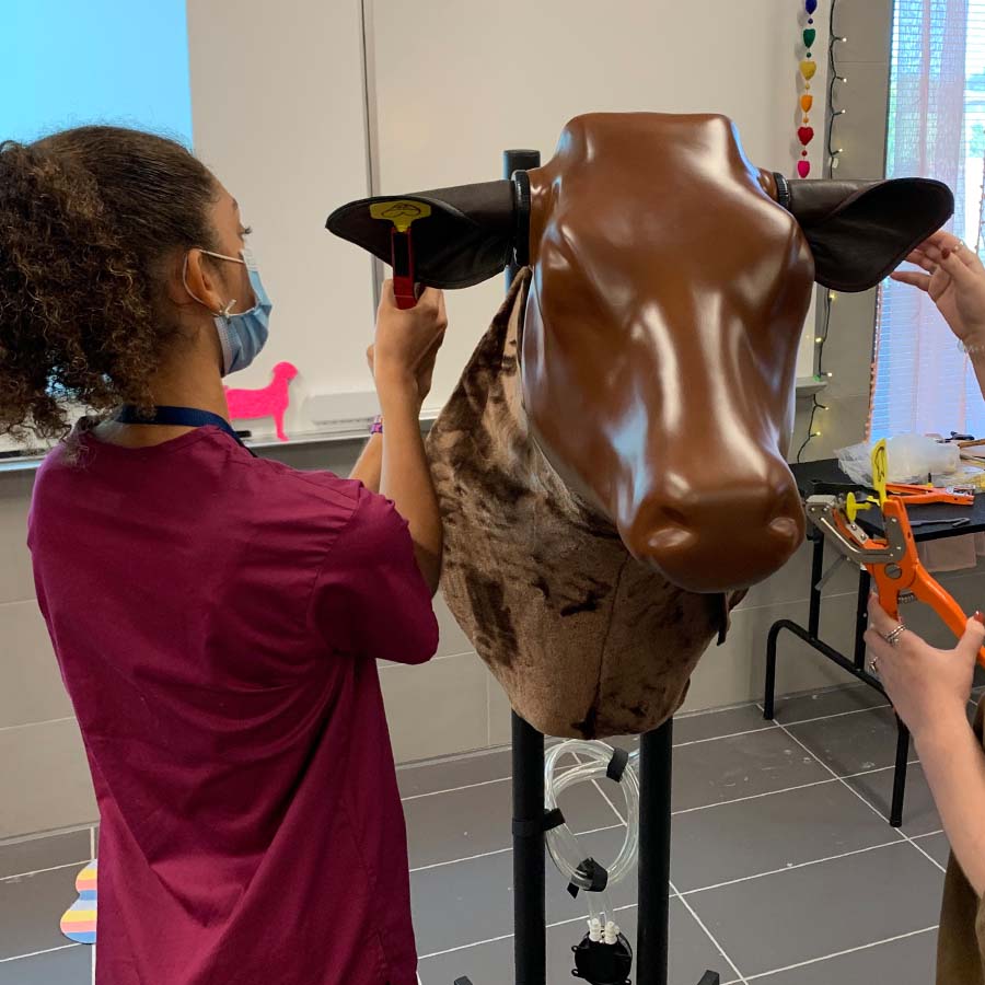 Bovine Injection Simulator