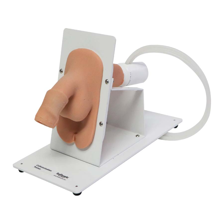 Male Catheterization Trainer on Stand
