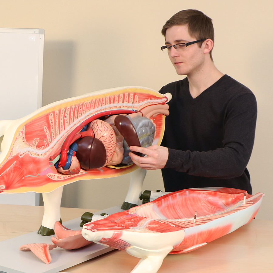 Pig Model